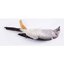 Dry bird skin specimen with labels.