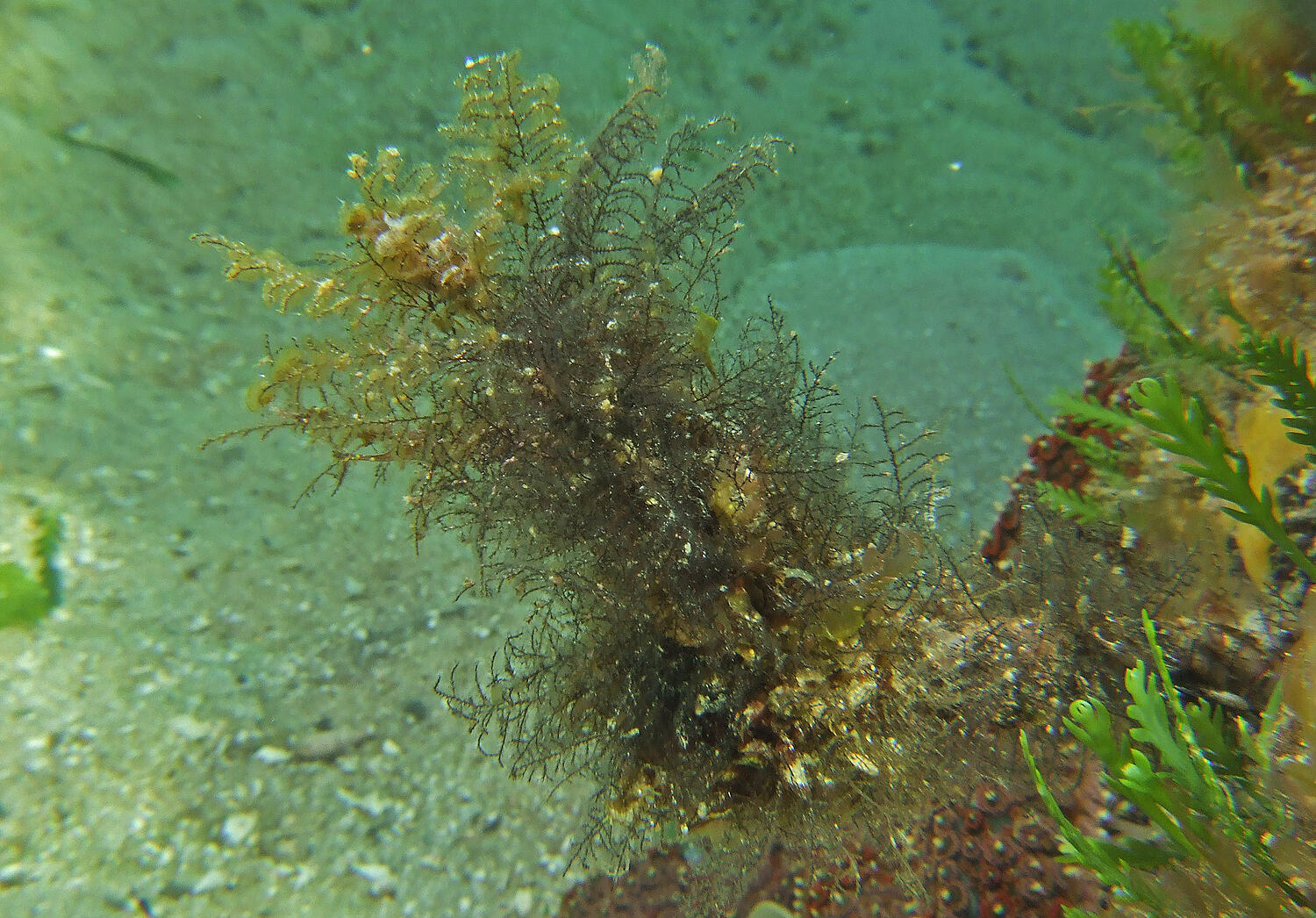 Sertularia tenuis Bale, 1884, Hydroid