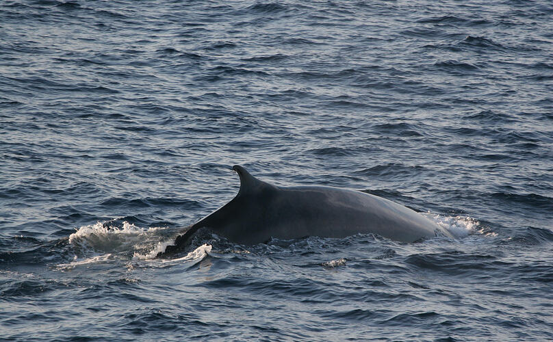 Dorsal fin of Fin Whale visible at water surface.