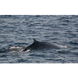<em>Balaenoptera physalus</em>, Fin Whale