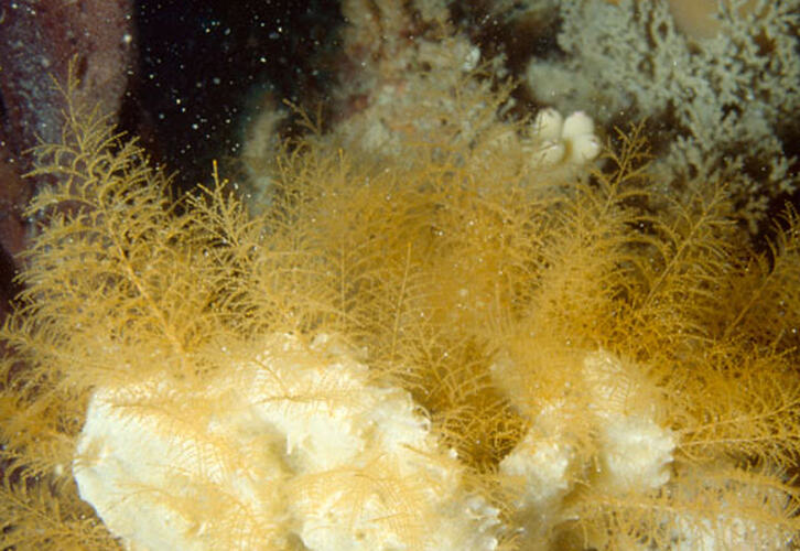 Yellow hydroid colony on reef.
