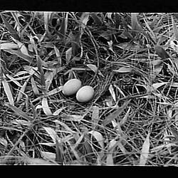 Glass Negative - Eggs on the Ground, by A.J. Campbell, Cardwell, Queensland, 1914-1916