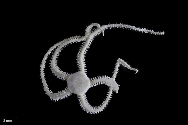 Dorsal view of brittle star with round central disc and narrow spiny arms.