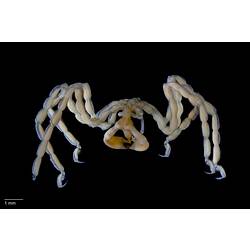 Sea spider, <em>Pseudopallene pachycheira</em>.
