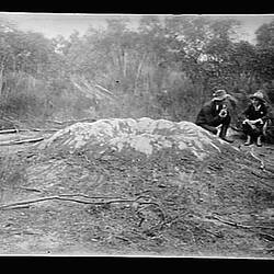 Glass Negative - Mallee Fowl Mound, by A.J. Campbell, Mallee, Victoria, circa 1895