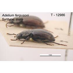 Beetle specimen, lateral view.