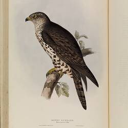 Brown and cream bird of brey in profile, perched on a branch