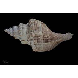 Dorsal view of brown and white marine snail.