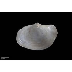 Interior of white, wavy bivalve shell with scale bar.