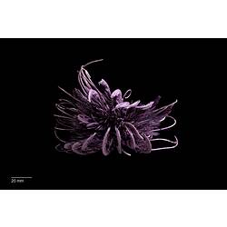 Purple feather star specimen.