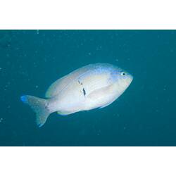 <em>Caesioperca rasor</em>, Barber Perch. Popes Eye, Port Phillip, Victoria.