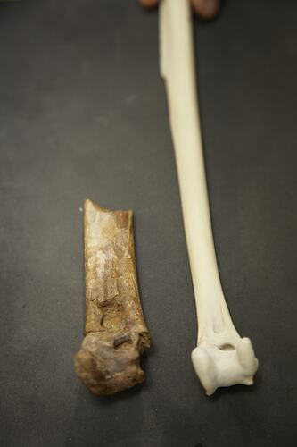 Two long bones side by side, one broken.