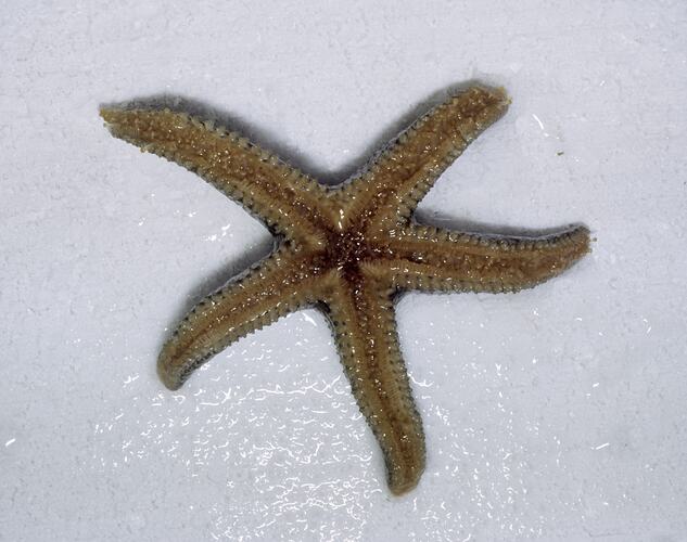 Under side of starfish.