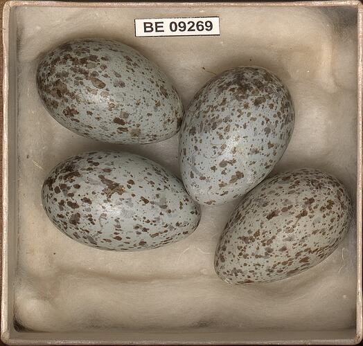 Four bird eggs with specimen label in box.