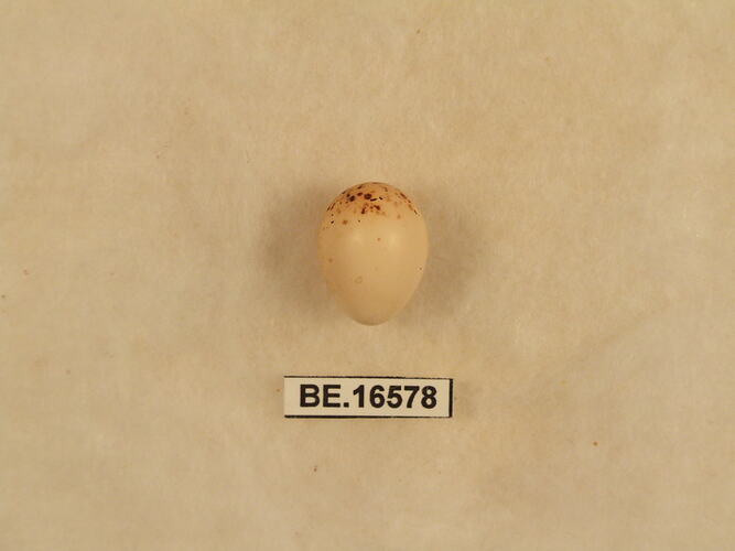 Bird egg with specimen label.