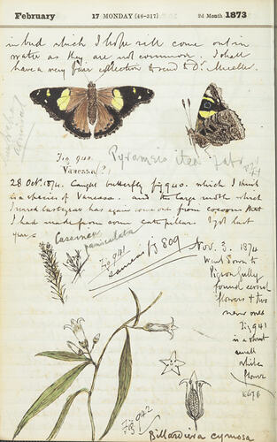 Page from a diary showing illustrations of butterflies.