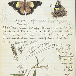 Page from a diary showing illustrations of butterflies.