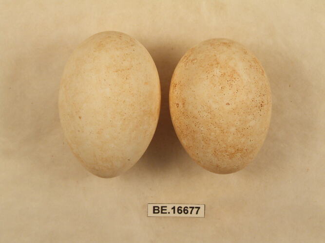 Two bird eggs with specimen label.