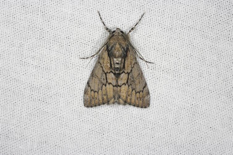 <em>Rhuma argyraspis</em>, Geometrid moth. Grampians National Park, Victoria.