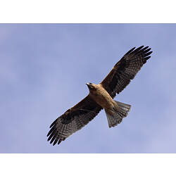 A Little Eagle, in flight, wings outstretched against a bright blue sky.