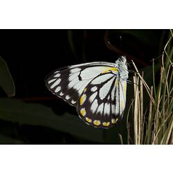<em>Belenois java</em>, Caper White Butterfly. Grampians National Park, Victoria.