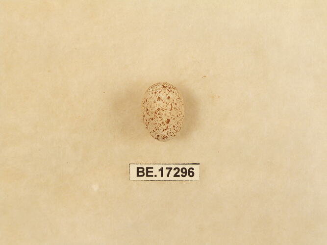 Bird egg with specimen label.