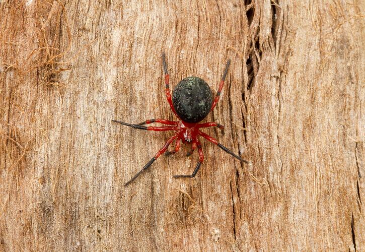 Red and black spider on tree trunk.