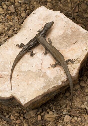 Two brown skinks, one strongly spotted, on rock.