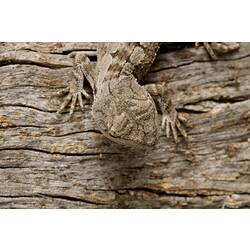 Head of grey patterned lizard on wood.