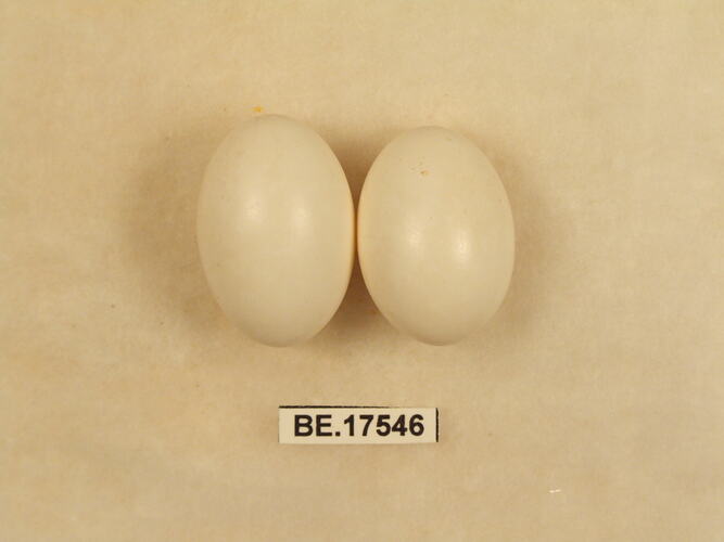 Two bird eggs with specimen label.