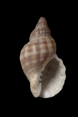 <em>Agnewia tritoniformis</em>, Common Small Purple, shell.  Registration no. F 179013.