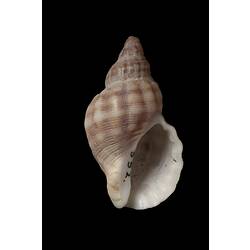 <em>Agnewia tritoniformis</em> (Blainville, 1832)