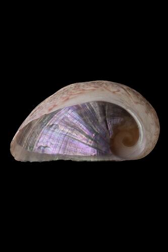 <em>Stomatella impertusa</em>, False Ear Shell, shell.  Registration no. F 180047.