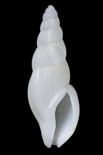 <em>Colubraria bednalli</em>, Bednall's Colubraria, shell.  Registration no. F 179264.