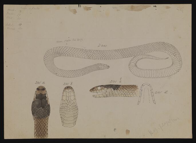 Suta flagellum