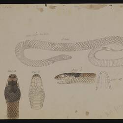 Suta flagellum
