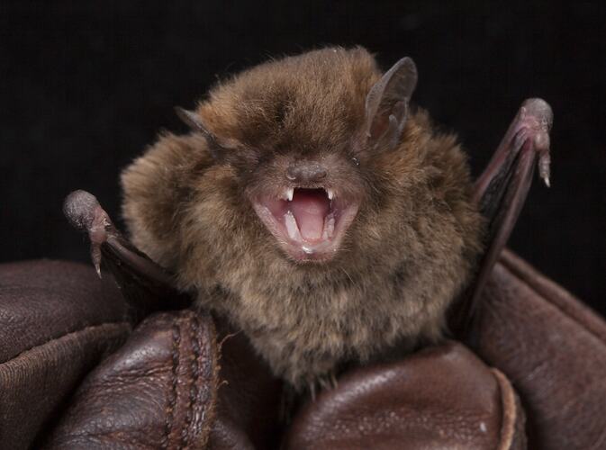 Brown bat held in leather-gloved hands.