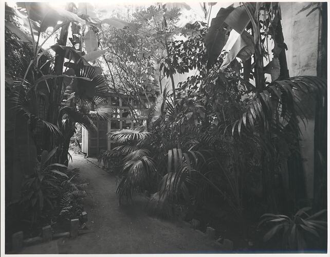 Tropical garden path.