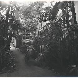 Photograph - Kodak Australasia Pty Ltd, Back Garden, Kodak Branch, Townsville, QLD, 1930s