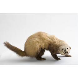 Taxidermied mammal specimen mounted in an aggressive-looking pose.