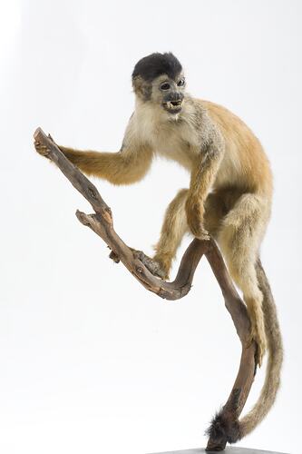 Taxidermied monkey specimen mounted to a branch.