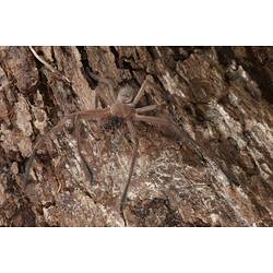 <em>Delena cancerides</em>, Social Huntsman. Lake Condah, Budj Bim Cultural Heritage Landscape, Victoria.