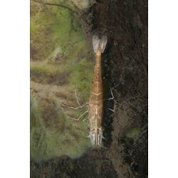 Ventral view of freshwater shrimp.