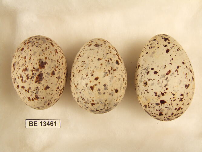 Three bird eggs with specimen label.