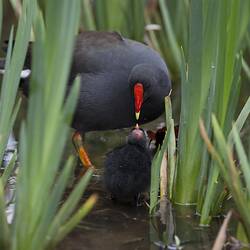 Black water bird feeding chicks in the reeds.