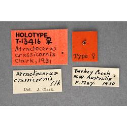 Entomology type specimen labels.