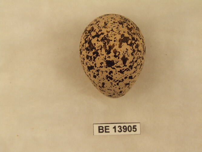 Bird egg with specimen label.