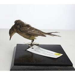 <em>Motacilla flava</em>