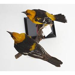 Two yellow and black birds mounted on branch viewed from above.