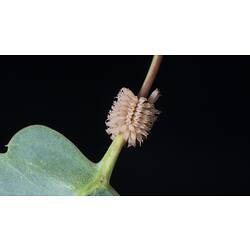 Cylindircal cluster of leaf-eating beetle eggs around a lead stem.